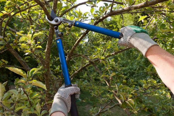 Tree Limb Cutting Service