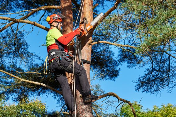 Tree Service in Snellville