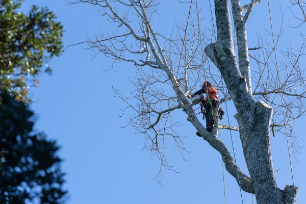 Tree Topping Service