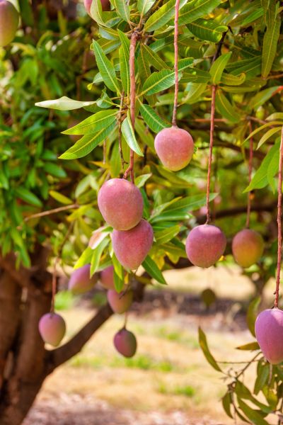 Mango Tree Maintenance