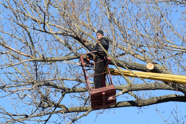 Emergency Tree Trimming in Snellville
