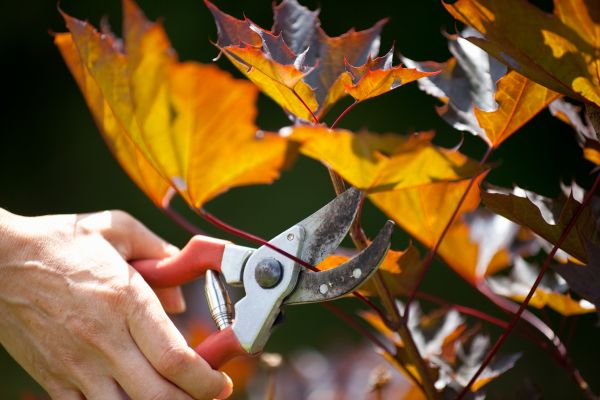 Cost of Maple Tree Pruning in Snellville
