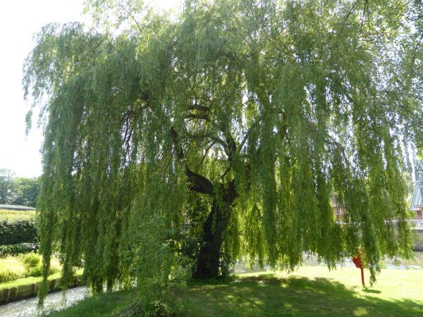 Cost of Willow Tree Trimming in Snellville