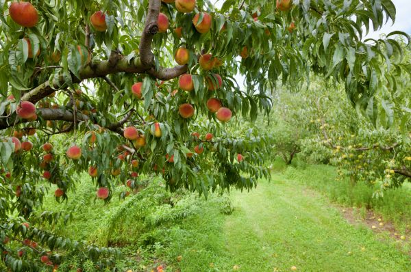 Cost of Peach Tree Pruning in Snellville
