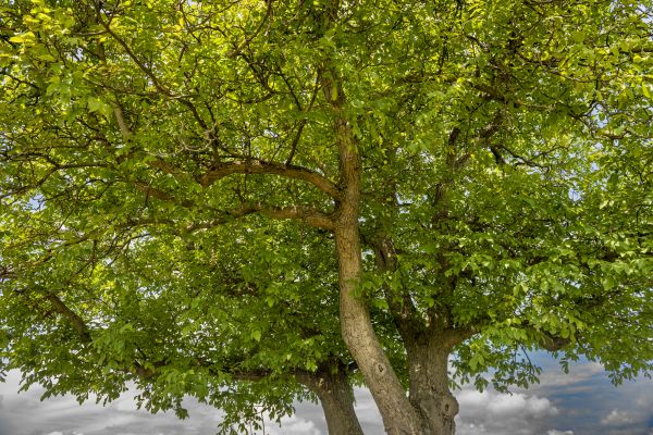 Walnut Tree Trimming in Snellville