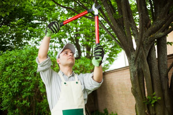 Tree Limb Pruning