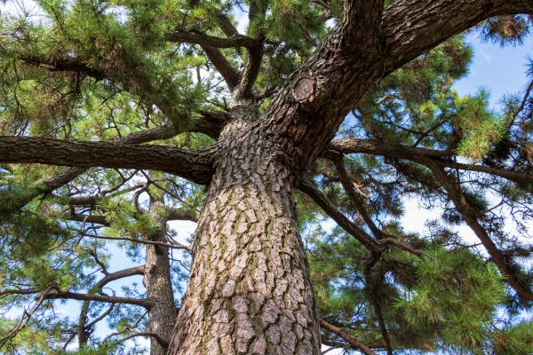 Pine Tree Maintenance