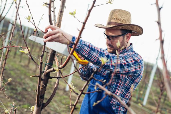 Cost of Orchard Tree Pruning in Snellville