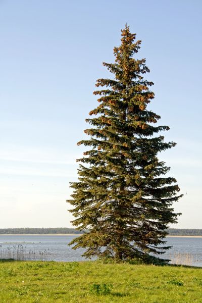 Cost of Spruce Tree Pruning in Snellville