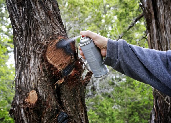 Cedar Pruning