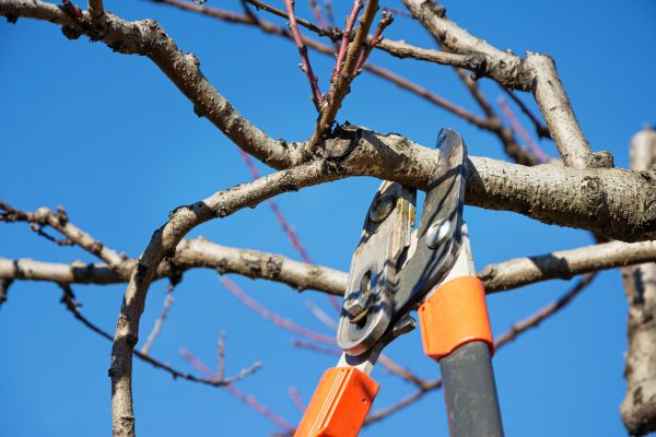 Peach Tree Trimming in Snellville