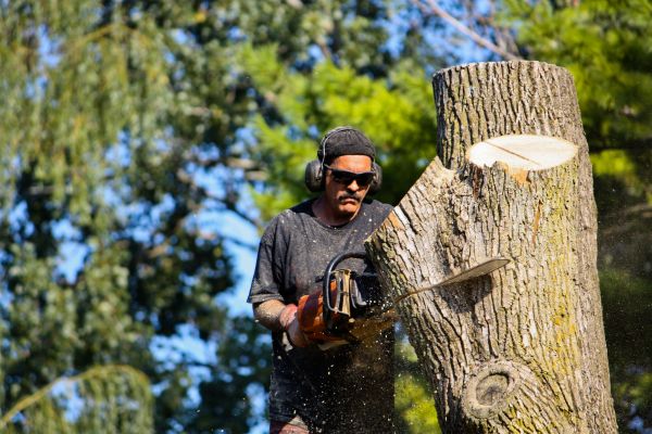 Ash Tree Pruning in Snellville