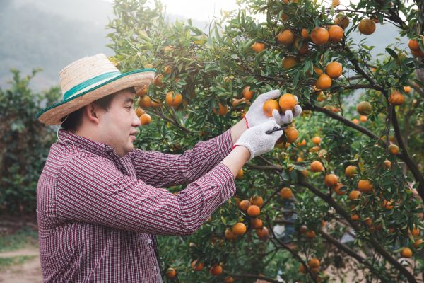 Cost of Orange Tree Pruning in Snellville