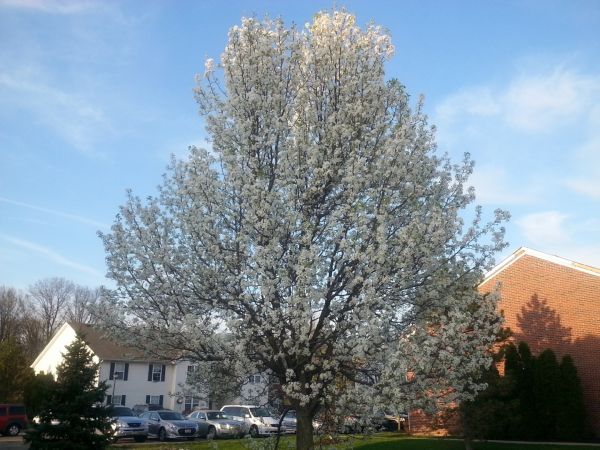 Cost of Bradford Pear Tree Pruning in Snellville