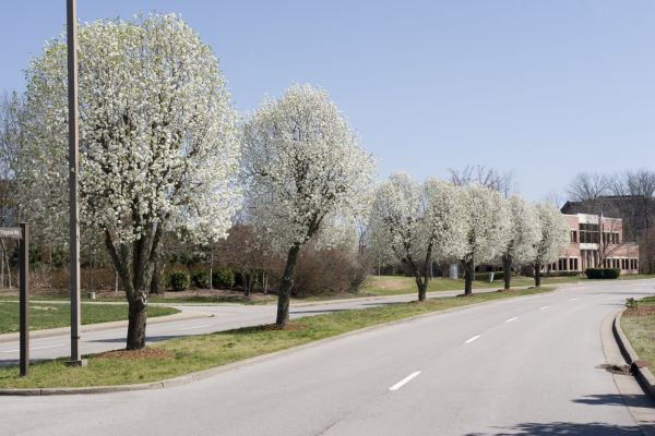 Bradford Pear Pruning