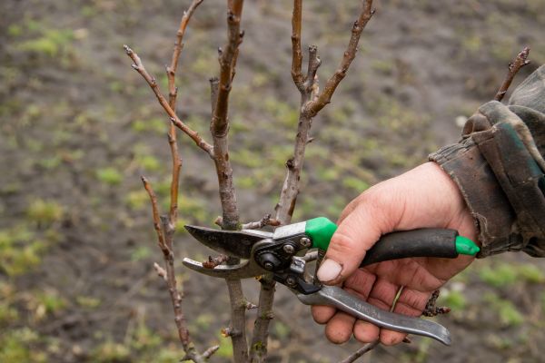 Cost of Pear Trees Pruning in Snellville