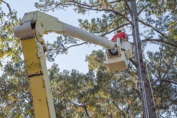 Limbs Trimming in Snellville