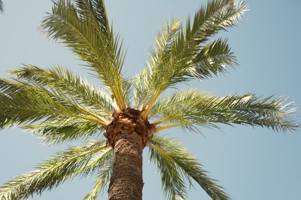 Queen Palm Pruning in Snellville