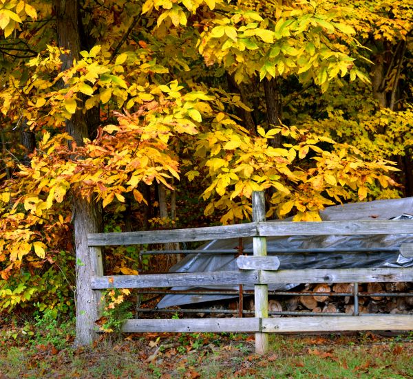 Cost of Hickory Tree Pruning in Snellville