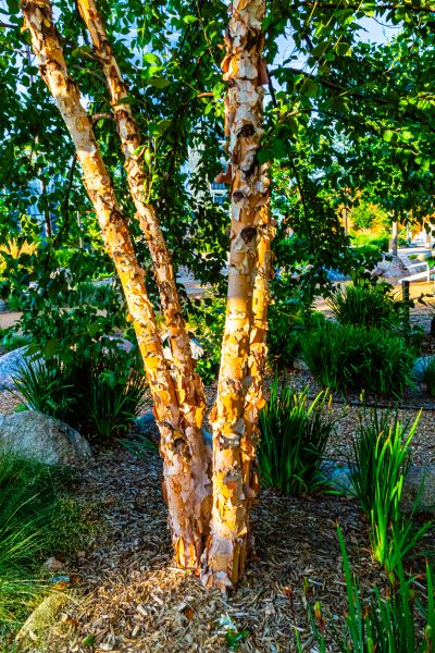 Cost of River Birch Trimming in Snellville