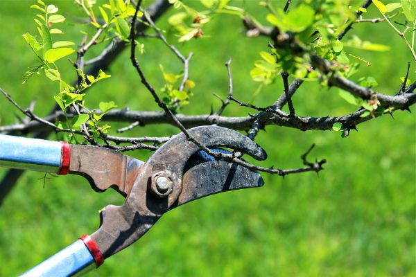 Branches Pruning in Snellville