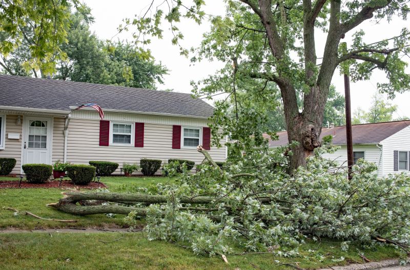 Yard with Fallen Tree