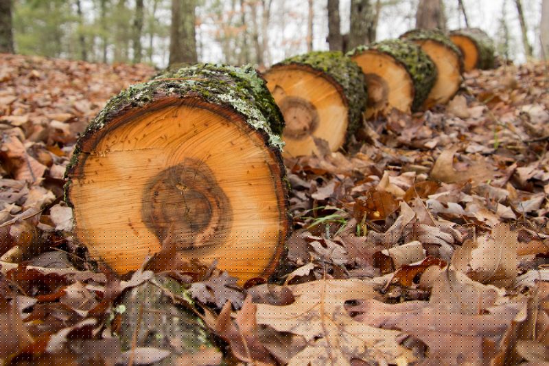 Hickory Tree Trimming