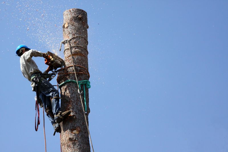 Safety Tree Removal