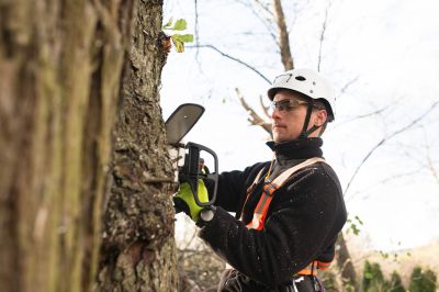 Customized Tree Care Plans