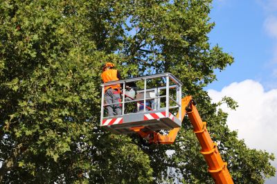 Emergency Tree Services